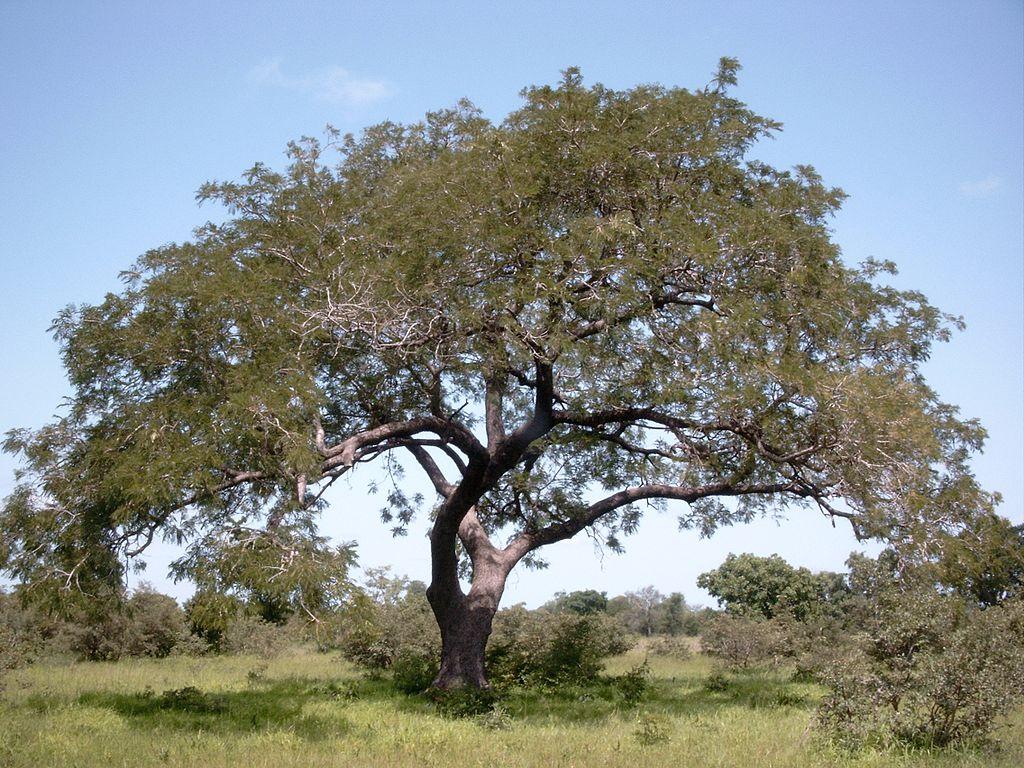 Albero NèRè